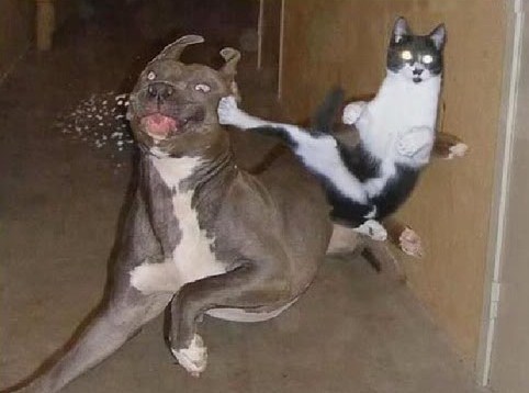 Photos Cat VS Dog Fight 4