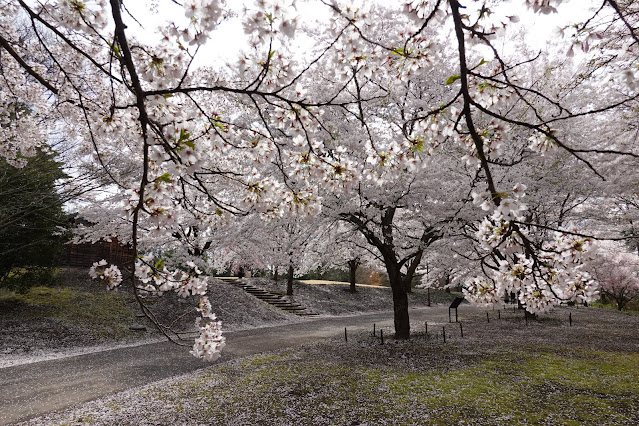 とっとり花回廊　桜の広場　ソメイヨシノ（染井吉野）