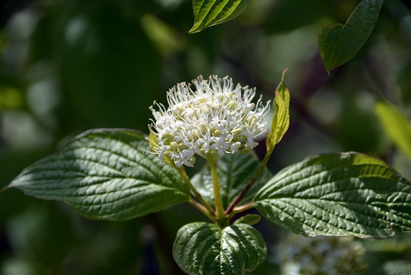 spirea