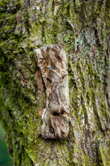 Faces in the woods