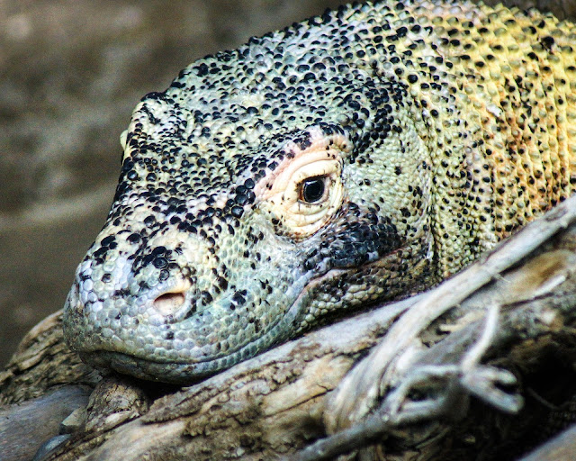 komodo dragon, Indonesia