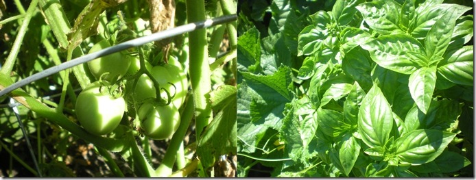 garden1