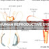 Human Reproductive System - About Human Reproductive System