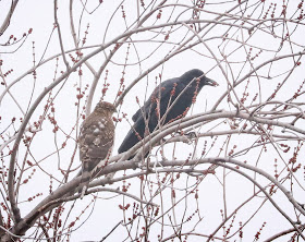 Immature Cooper's hawk with a crow.