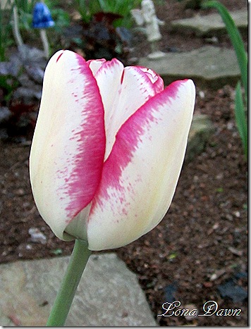 Tulip2_Hotpants