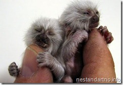 sweet small animals (11)