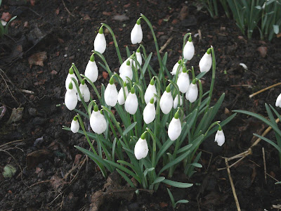 Snowdrops, true to their name,