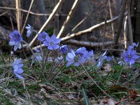 Cvetoči jetrniki