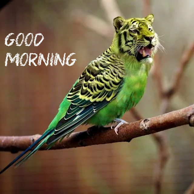 Funny_Good_Morning_Images_|_Good_Morning_Photos_|_Good_Morning_Wallpapers