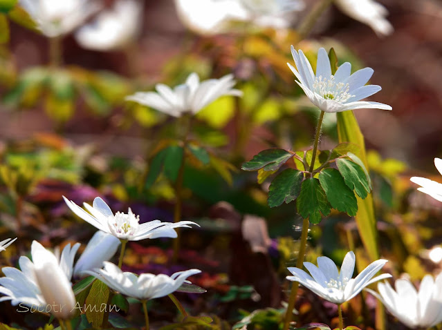 Anemone raddeana