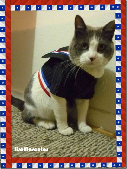 chaqueta-de-huaso-para-gatos-y-perros-talla-xs_MLC-F-3011632592_082012