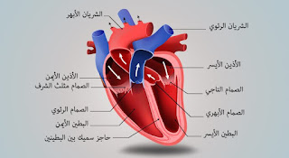 علاج القلب بالطب البديل