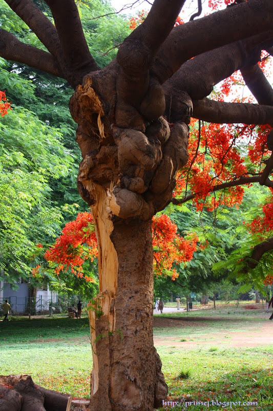 Gulmohar Tree