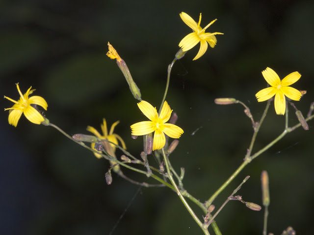 Wall Lettuce, Mycelis muralis, by the pond in Husseywell Park, Hayes.  18 June 2015.