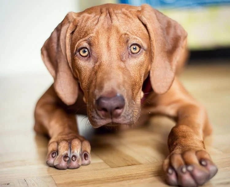 How to teach Rhodesian dog to crawl?