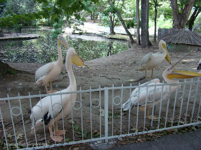 Pelicans