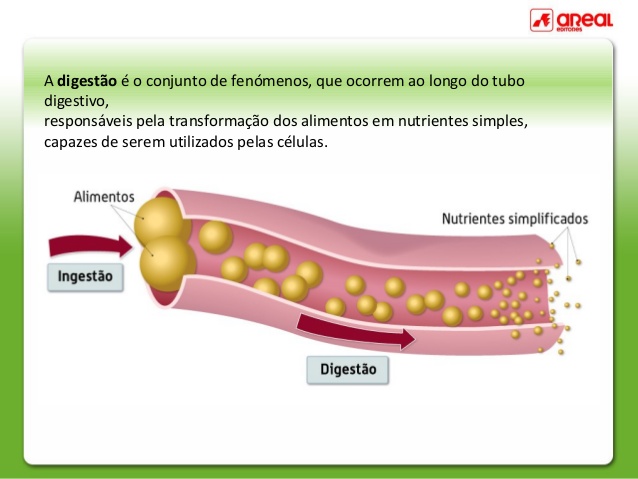 DIGESTÃO