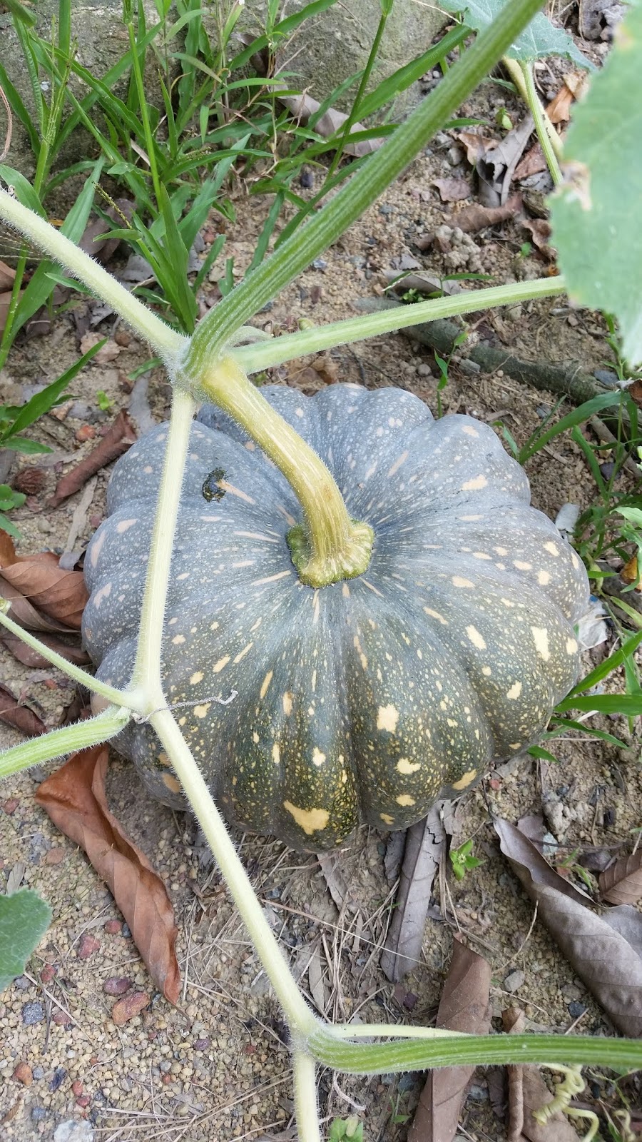 Warisan Petani: Pokok Labu Manis