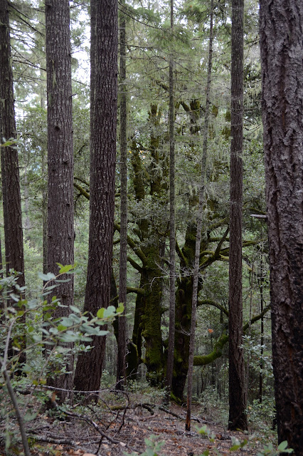 tree in the forest