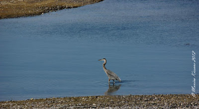 great blue heron