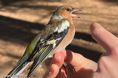 Mascle de pinsà comú (Fringilla coelebs)