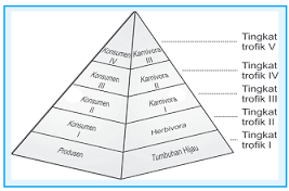 Piramida ekologi adalah