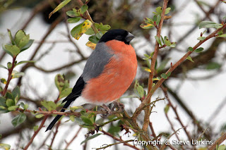 Male Bullfinch