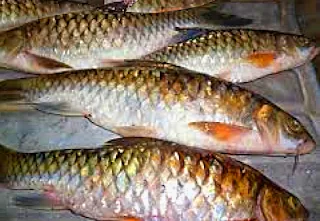 Iikan khas borneo, kan paling enak, ikan termahal, Ikan Borneo