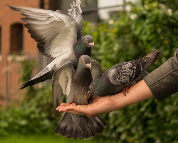 keep pigeons as pets, how to keep pigeons as pets, keeping pigeons as pets, keeping pet pigeons