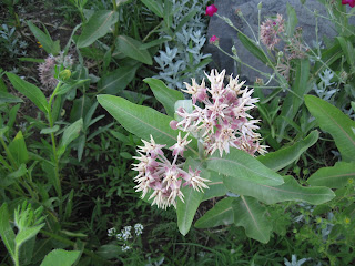 Pale pinkish clusters of star-shaped flowers.