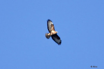 Common Buzzard