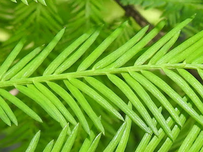 Leaves of Bald Cypress