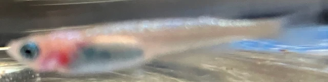 ラズリーメダカ 稚魚 １６９日目