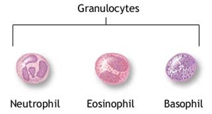 granulocytes