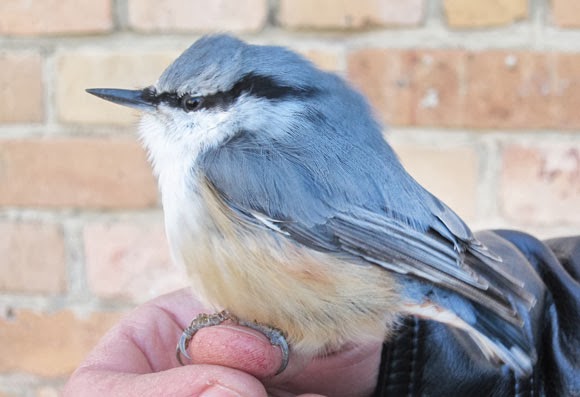 Nuthatch bird