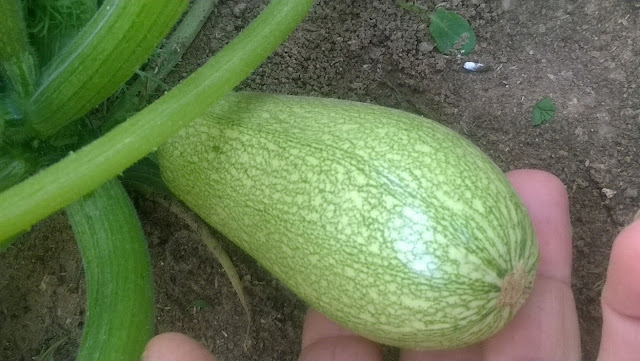 Courgette is a member of the cucumber and melon family. It comes in a variety of shapes and colors.  But you would be most likely familiar with the green, elongated ones something similar to how a cucumber looks like.