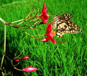 butterfly, red flower and rice crops