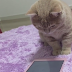 Este Gatito es adicto a las Tablets [Video]
