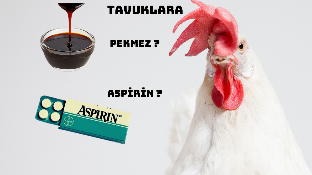 Tavuklara Pekmez,Aspirin Verilir mi ?