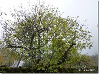 P1190181