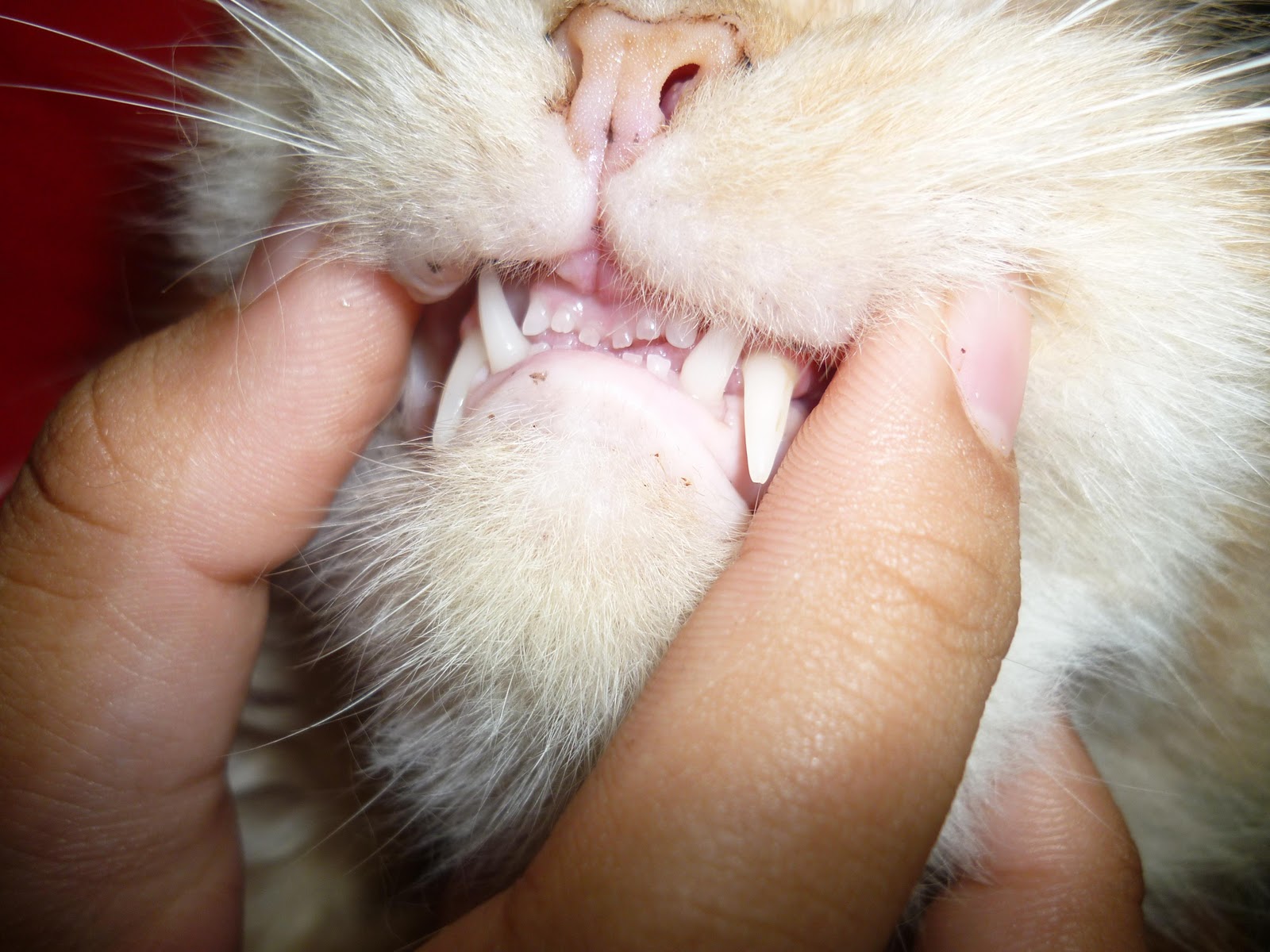 Kucing Utara: Gigi susu kucing