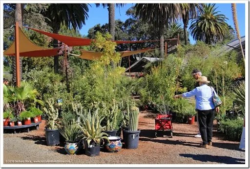 After an unseasonal oestrus moving ridge a calendar week agone it Ruth Bancroft Garden 2016 autumn establish sale recap