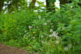 The Norfolk countryside in spring