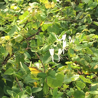 Honeysuckle vines in a bush on Lovers' Leap Trail.