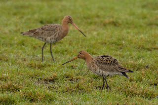 Wildlife Tierfotografie Naturfotografie Nikon Uferschnepfe