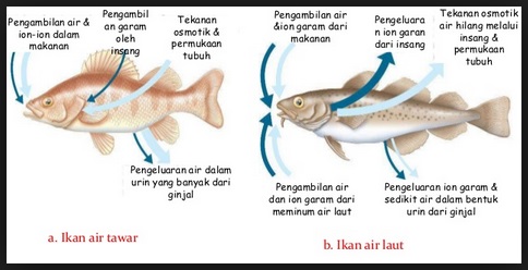 Contoh adaptasi fisiologi  pada tumbuhan Belajar Aktif