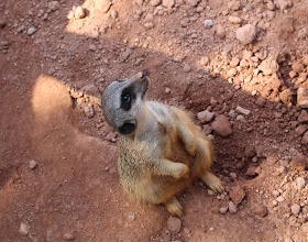 Zoo Leipzig Ermännchen