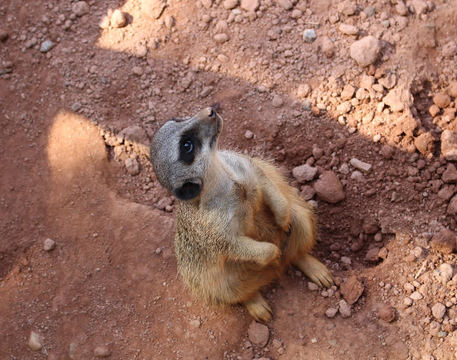 Zoo Leipzig Ermännchen