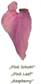 syngonium pink schott