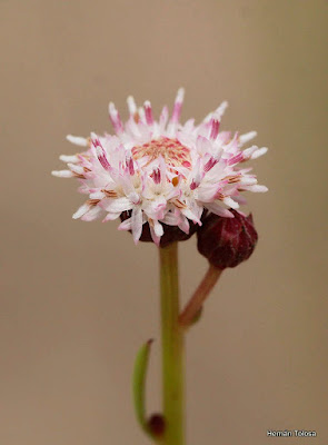 Suncho (Baccharis juncea)